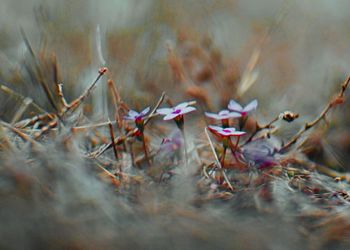 Close-up of dry plant on field