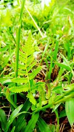 Close-up of green leaf on grass