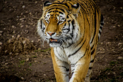 Close-up portrait of tiger