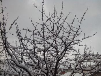 Low angle view of bare trees against sky