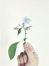 Cropped hand of person holding flowers against white background