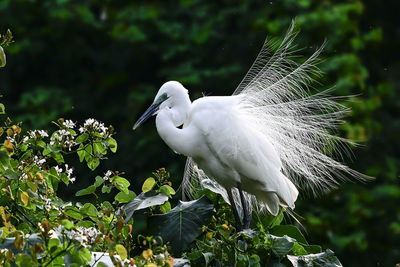 View of a bird