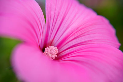 Close-up of pink hibiscus blooming outdoors