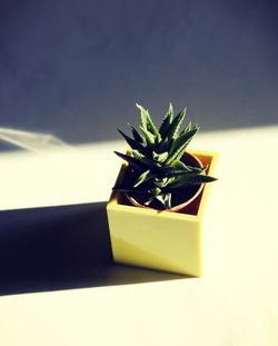 Close-up of plant