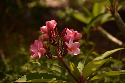 Close-up of pink flowers blooming outdoors