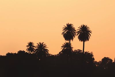 Silhouette palm trees against sky during sunset