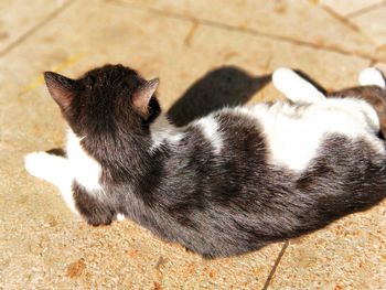 High angle view of black cat relaxing on floor