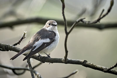 Close-up of bird perching on branch