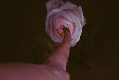 Close-up of pink rose against black background