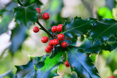 Close-up of red berries growing on tree