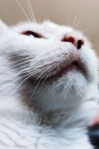 Close-up of cat