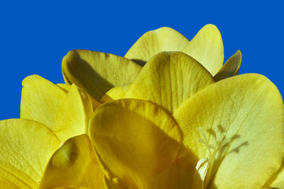 Low angle view of plant against blue background