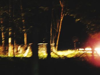 Defocused image of illuminated trees at night