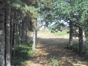 Trees on field