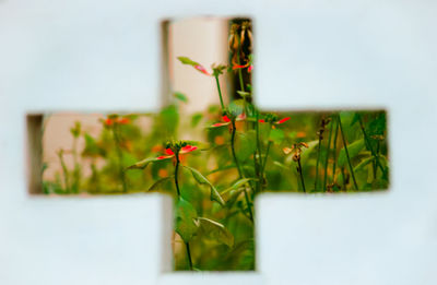 Close-up of small plant against wall