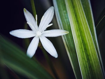 Close-up of flower