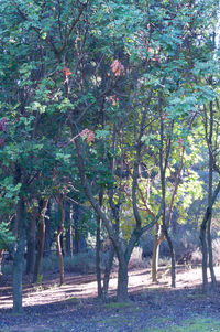 Trees on field in forest