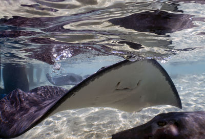 Southern stingrays - hypanus americanus - in shallow water in south bimini, bahamas