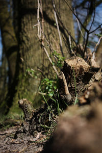 Close-up of moss on tree trunk in forest