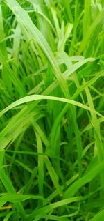 Full frame shot of grass growing on field