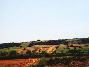 Scenic view of agricultural field against clear sky