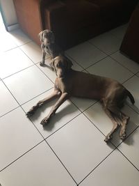 High angle view of dog relaxing on floor at home