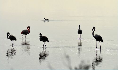 Flamingos in lake