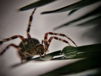 Close-up of spider on leaf