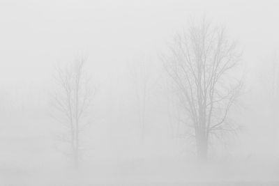 Bare trees in foggy weather