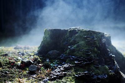 Close-up of tree against mountain