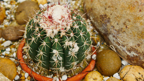 High angle view of succulent plant on rock