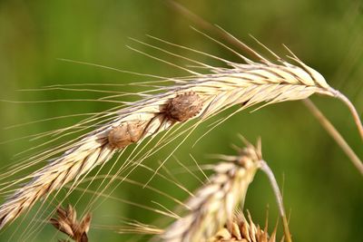 Close-up of stalks with bugs on them in wheat field