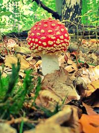 Close-up of mushroom in forest