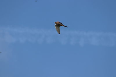 Low angle view of eagle flying against sky