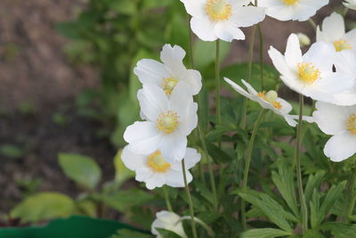 Close-up of white flowering plant on field