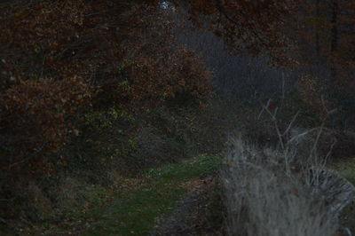 Dirt road against sky at night