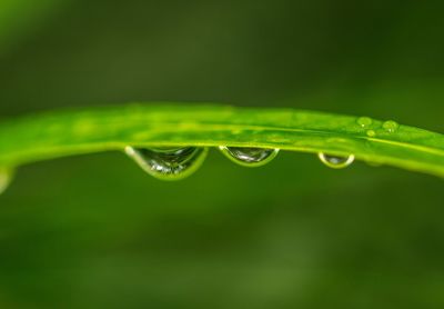 Close-up of water drops on leaf