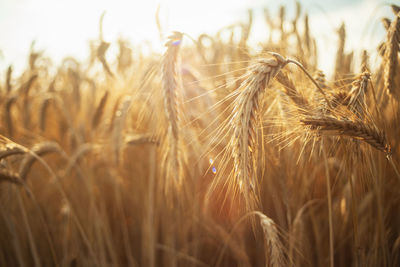 Close-up of wheat growing on field