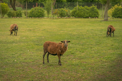 Goats in a field