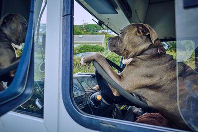 Dog sitting in car window