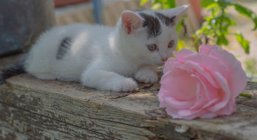 Close-up of a cat