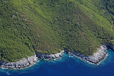 Vineyards on the coastline of the mljet island, adriatic sea, croatia