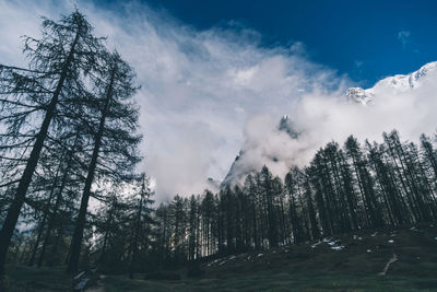 Low angle view of trees in forest against sky