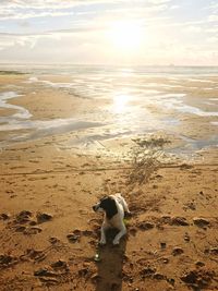 Dog standing on beach against sky during sunset