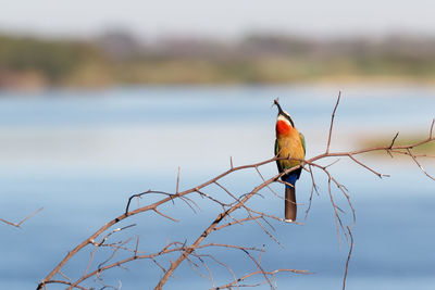 Bird perching on a branch