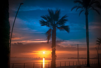 Low angle view of palm trees against sky during sunset