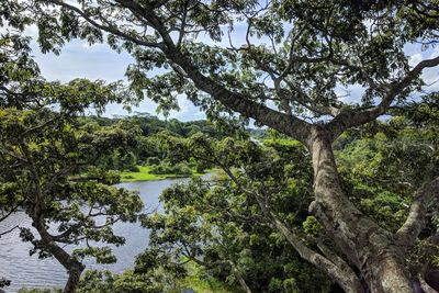 Trees by lake in forest against sky