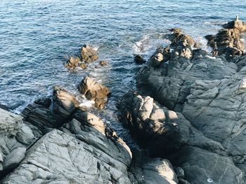 High angle view of lizard on rock in sea