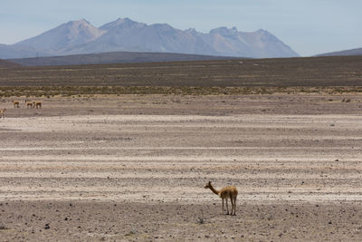 View of sheep on a field