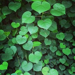 Full frame shot of leaves in water